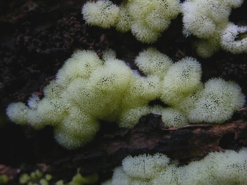 Ceratiomyxa poroides.